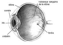 Anatomie de l’œil