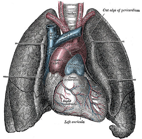 Le cœur et les poumons